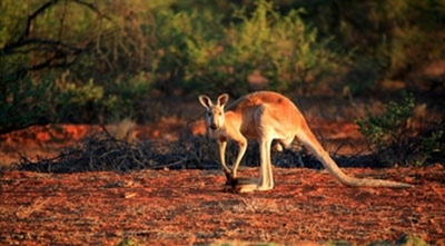 Kangaroo at Warroora Homestead